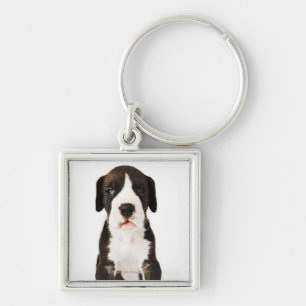 Harlequin Great Dane puppy on white background Keychain