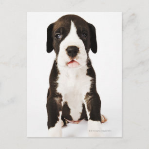 Harlequin Great Dane puppy on white background Postcard