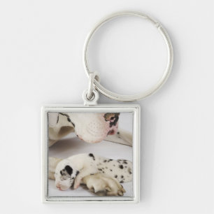 Harlequin Great Dane puppy sleeping on mother Keychain