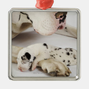 Harlequin Great Dane puppy sleeping on mother Metal Ornament