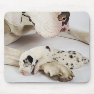 Harlequin Great Dane puppy sleeping on mother Mouse Pad