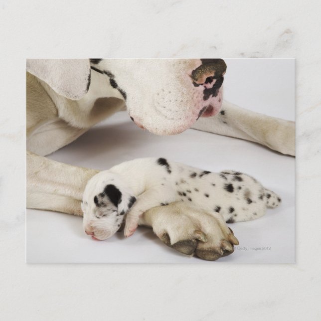 Harlequin Great Dane puppy sleeping on mother's Postcard (Front)