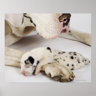 Harlequin Great Dane puppy sleeping on mother's Poster