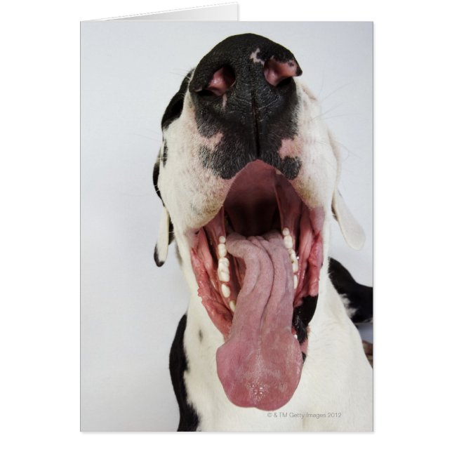 Harlequin Great Dane with open mouth, close-up, (Front)