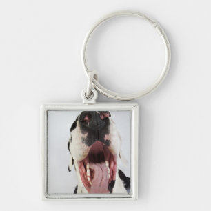 Harlequin Great Dane with open mouth, close-up, Keychain