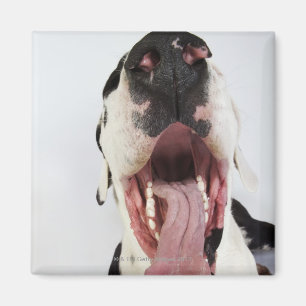Harlequin Great Dane with open mouth, close-up, Magnet