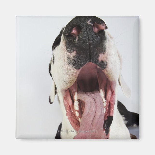Harlequin Great Dane with open mouth, close-up, Magnet (Front)