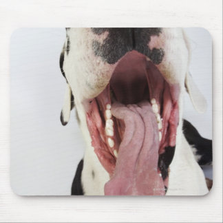 Harlequin Great Dane with open mouth, close-up, Mouse Pad