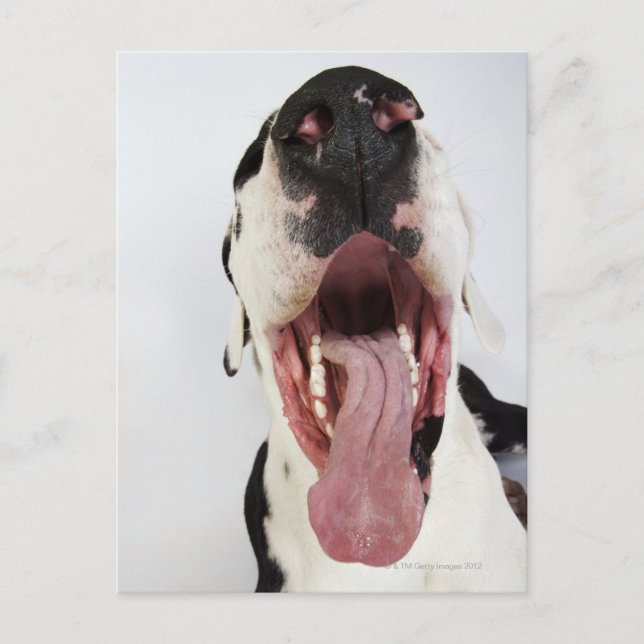 Harlequin Great Dane with open mouth, close-up, Postcard (Front)