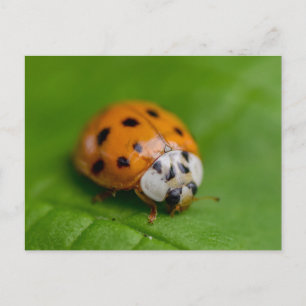 Harlequin Ladybird  Postcard