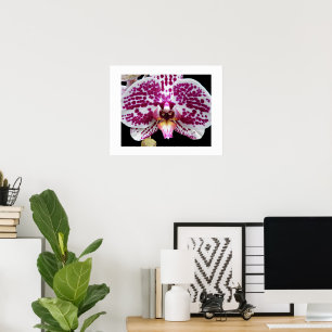 Harlequin Phalaenopsis Orchid Bloom Floral Poster