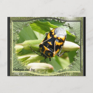 Harlequin stink bug calendar ~ postcard