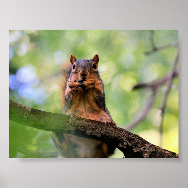 Harmonica squirrel poster (Front)