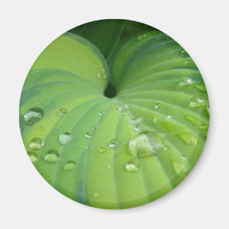 'Harmonious Hosta' Magnet