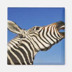 Harnas Wildlife Sanctuary, Namibia, Southern Magnet