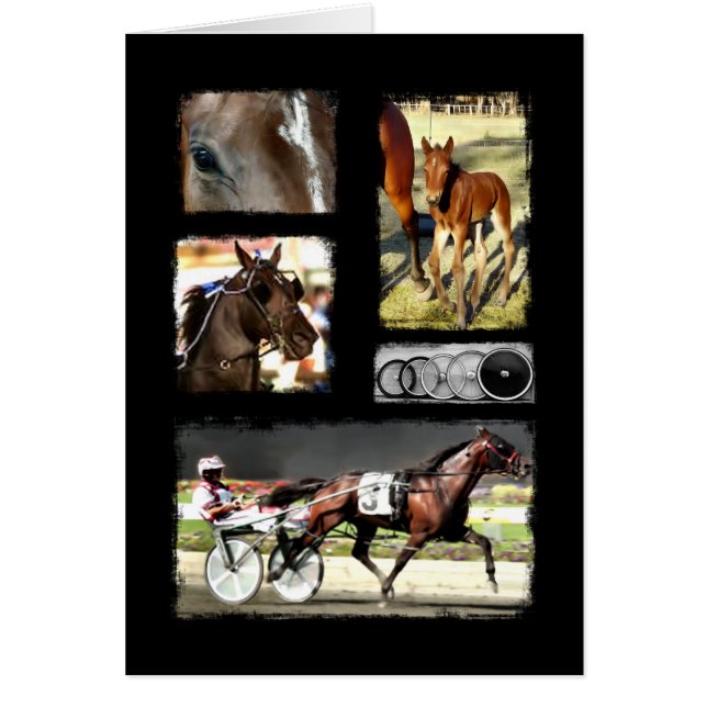 Harness Racing Sport (Front)