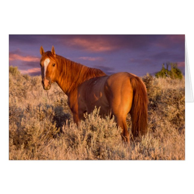 Harney County Wild horse stands alert (Front Horizontal)