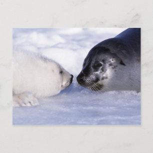 Harp Seal Mother with Pup Postcard