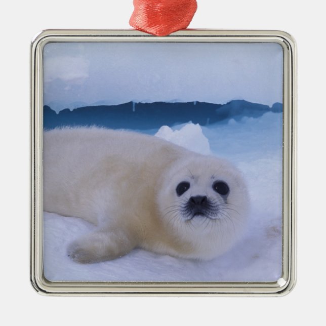 Harp Seal North America, Canada, Quebec Metal Ornament (Front)