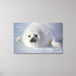 Harp seal Phoca groenlandica) A week-old harp Canvas Print