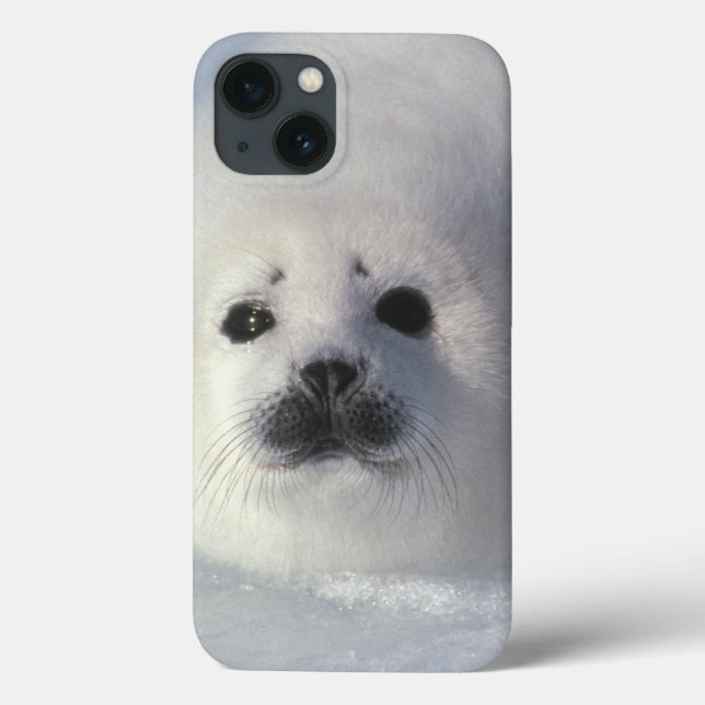 Harp seal Phoca groenlandica) A week-old harp Case-Mate iPhone Case (Back)