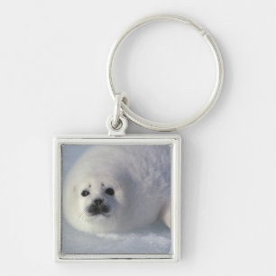 Harp seal Phoca groenlandica) A week-old harp Keychain