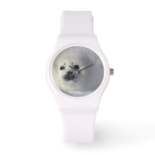 Harp seal Phoca groenlandica) A week-old harp Watch