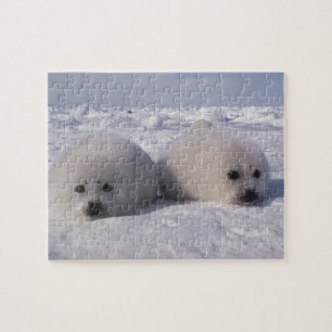 Harp seal (Phoca groenlandica) Harp seal pups Jigsaw Puzzle