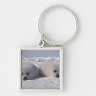 Harp seal (Phoca groenlandica) Harp seal pups Keychain