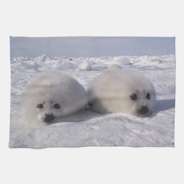 Harp seal (Phoca groenlandica) Harp seal pups Kitchen Towel (Horizontal)