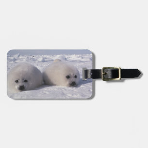 Harp seal (Phoca groenlandica) Harp seal pups Luggage Tag