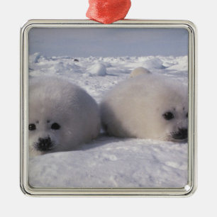 Harp seal (Phoca groenlandica) Harp seal pups Metal Ornament