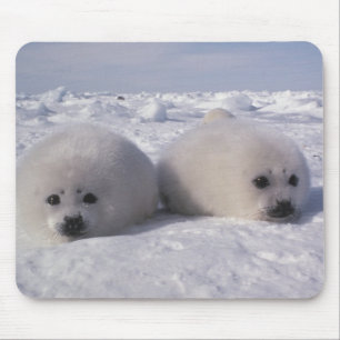 Harp seal (Phoca groenlandica) Harp seal pups Mouse Pad