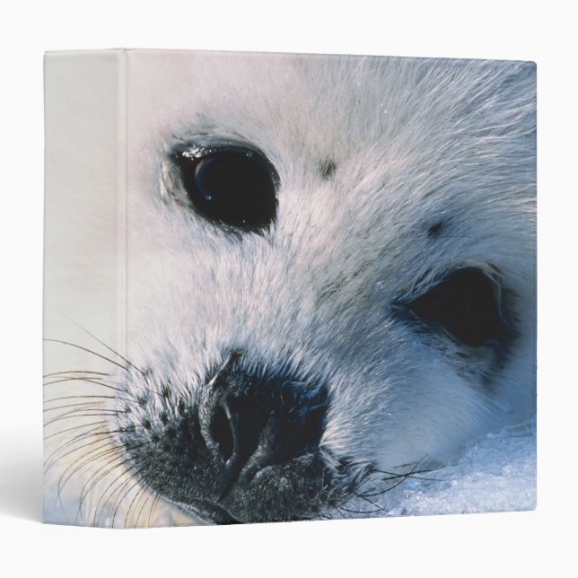 Harp seal pup 2 binder (Front/Spine)