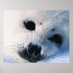 Harp seal pup 2 poster