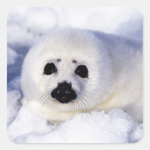 Harp seal pup ice Gulf of St. Lawrence,