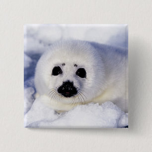 Harp seal pup ice Gulf of St. Lawrence, 2 Inch Square Button