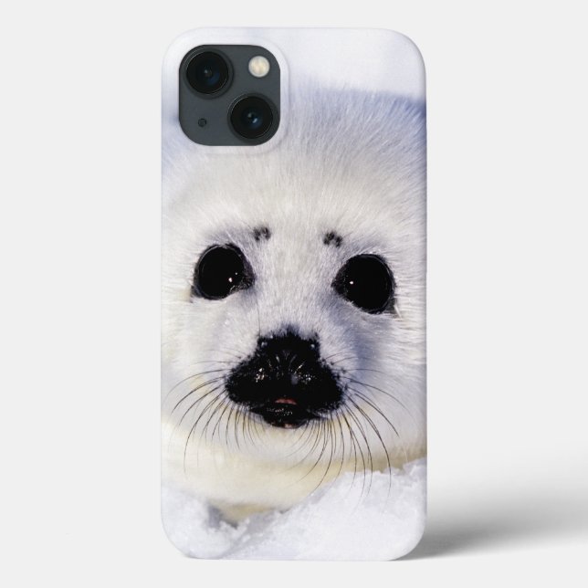 Harp seal pup ice Gulf of St. Lawrence, Case-Mate iPhone Case (Back)