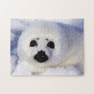 Harp seal pup ice Gulf of St. Lawrence, Jigsaw Puzzle