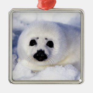 Harp seal pup ice Gulf of St. Lawrence, Metal Ornament