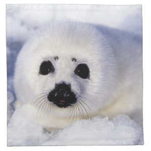 Harp seal pup ice Gulf of St. Lawrence, Napkin