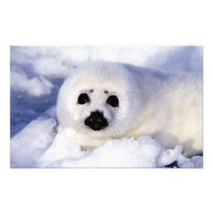 Harp seal pup ice Gulf of St. Lawrence, Photo Print