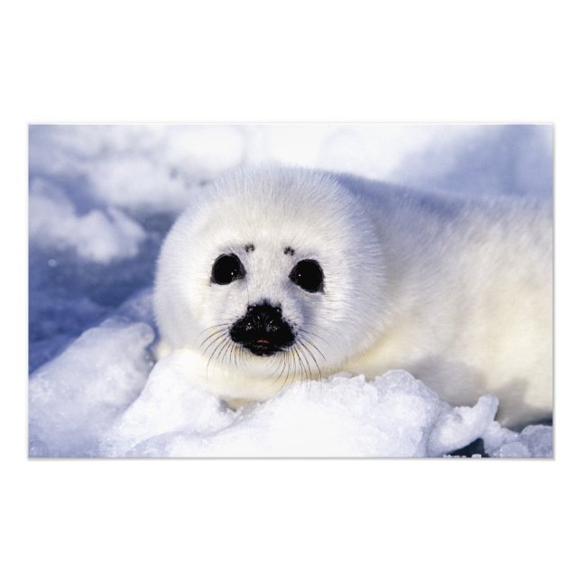 Harp seal pup ice Gulf of St. Lawrence, Photo Print (Front)