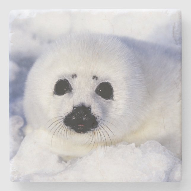 Harp seal pup ice Gulf of St. Lawrence, Stone Coaster (Front)