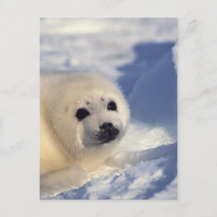 Harp Seal Pup Postcard