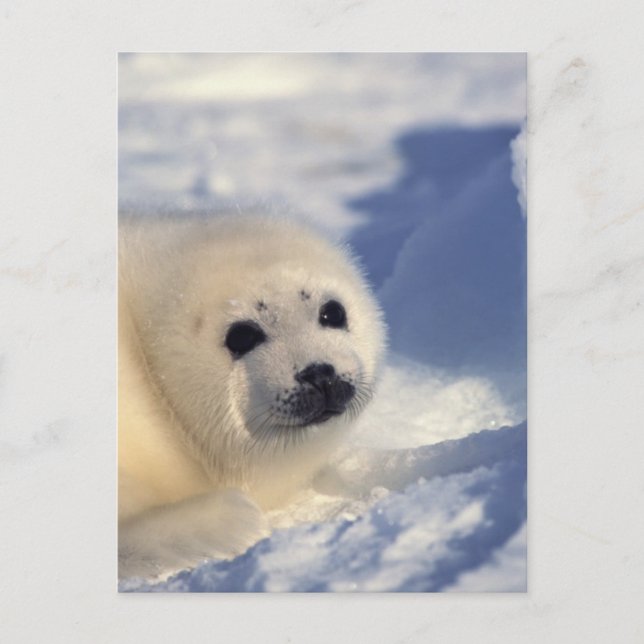 Harp Seal Pup Postcard (Front)