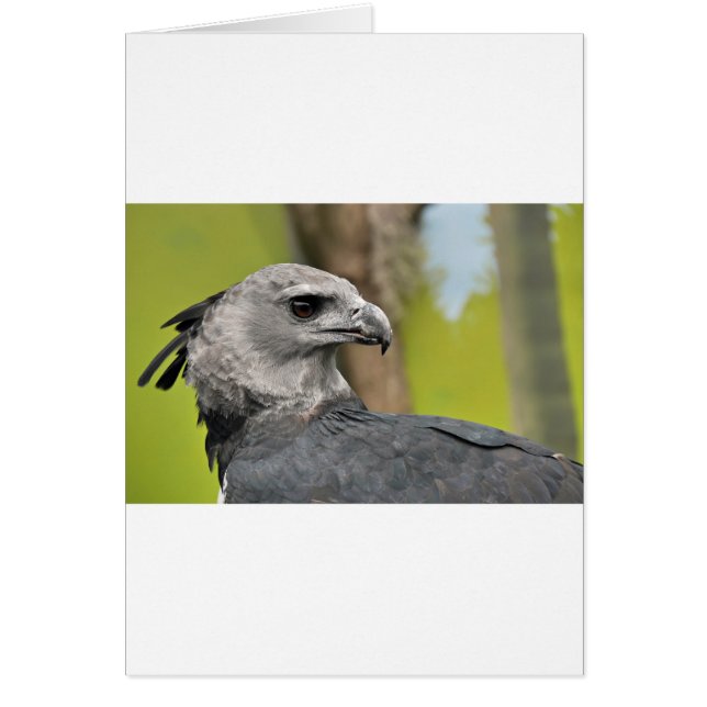 Harpy Eagle 1.JPG (Front)