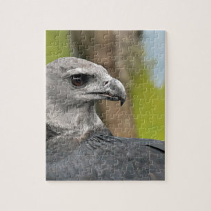 Harpy Eagle 1.JPG Jigsaw Puzzle