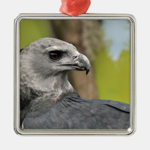 Harpy Eagle 1.JPG Metal Ornament