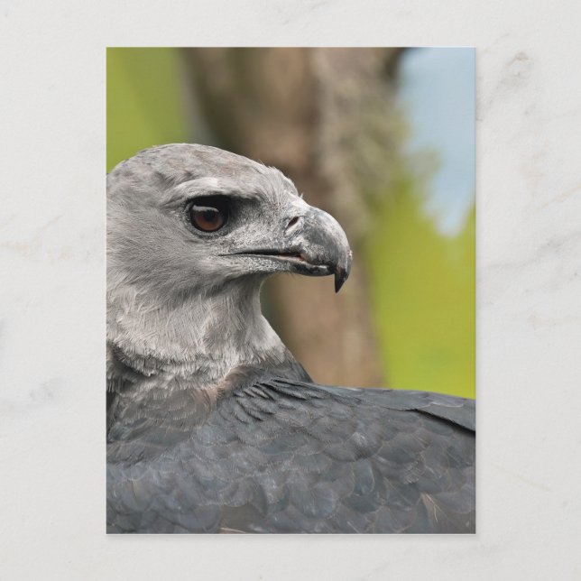 Harpy Eagle 1.JPG Postcard (Front)